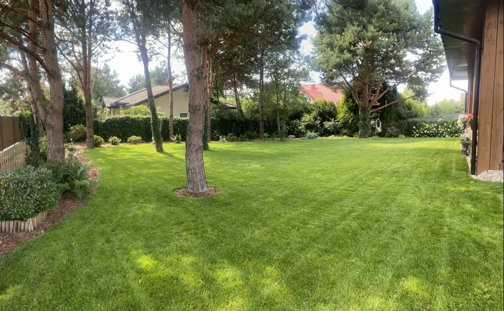 Trawnik pod sosnami - z nami nawet w trudnych warunkach wygląda zjawiskowo