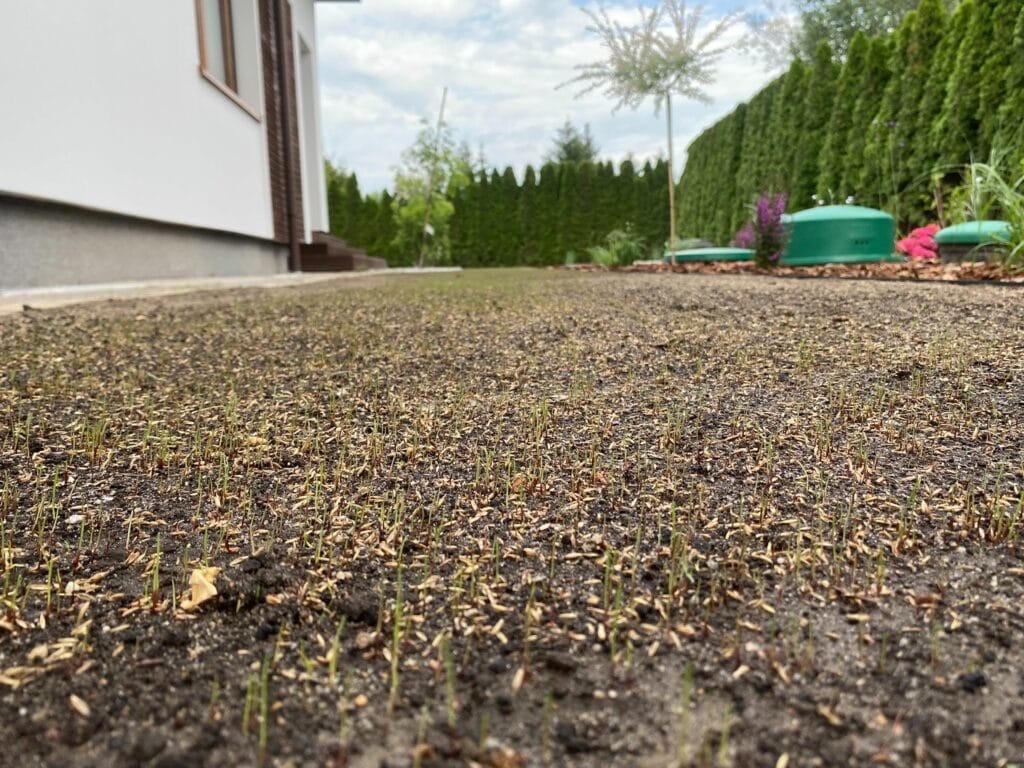 trawnik-z-siewu Trawa po 5 dniach od wysiewu